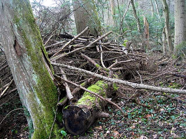 le  Specie  invernali  del  Leimental